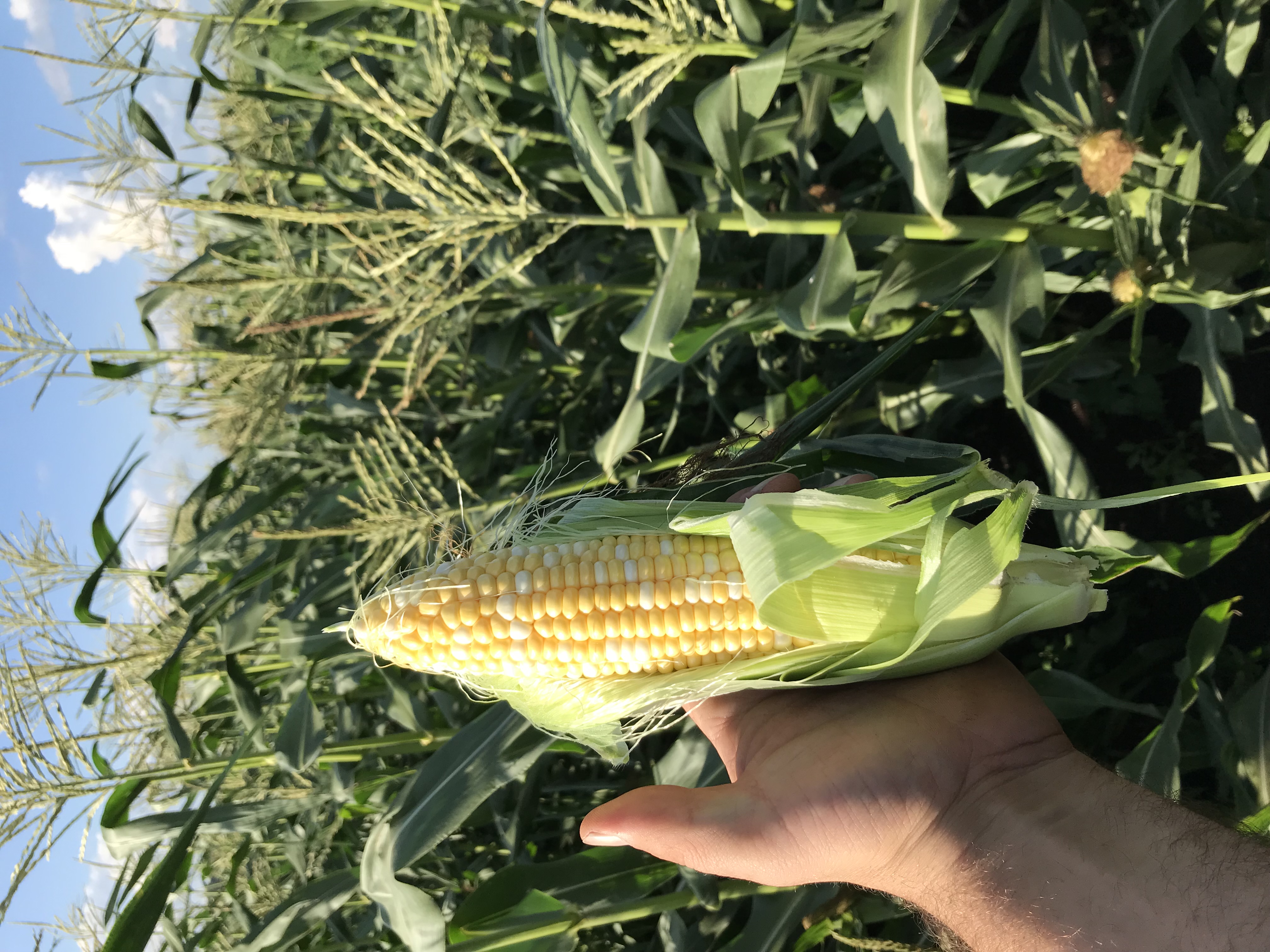 Valley Farms Corn